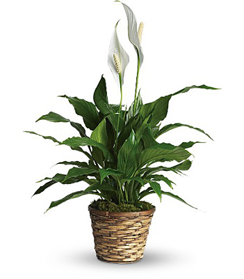 Simply Elegant Spathiphyllum / Peace lily plant